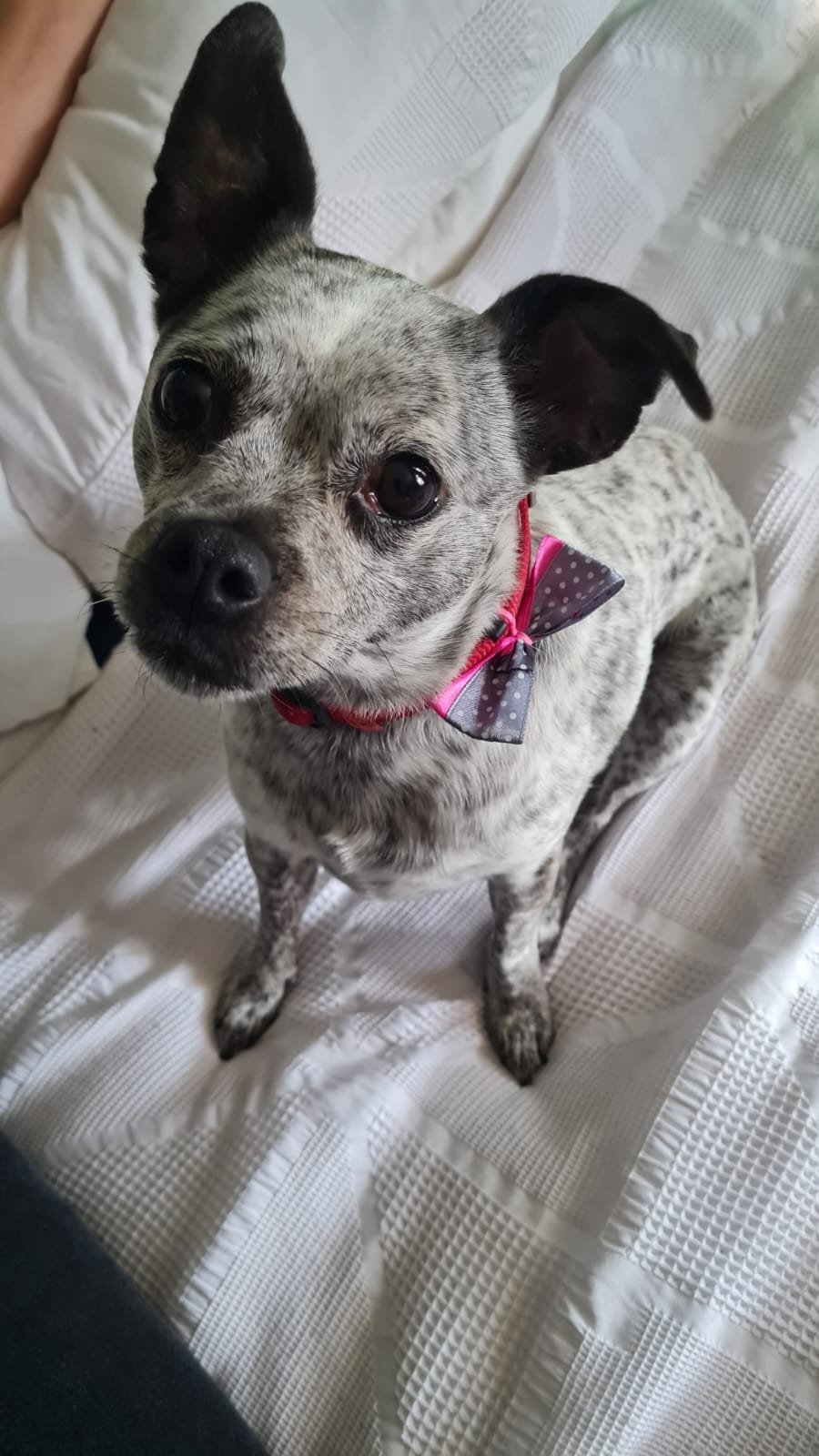 A freshly groomed dog
