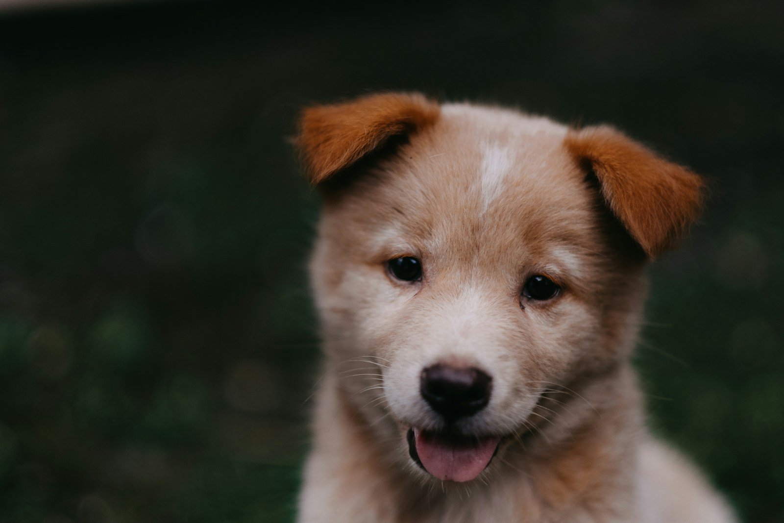 A happy puppy resting in green grass